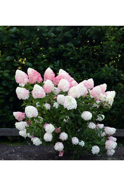 Гортензия метельчатая Ливин Пинк энд Роуз  компактный куст до 1,2 м с пышными цветами.